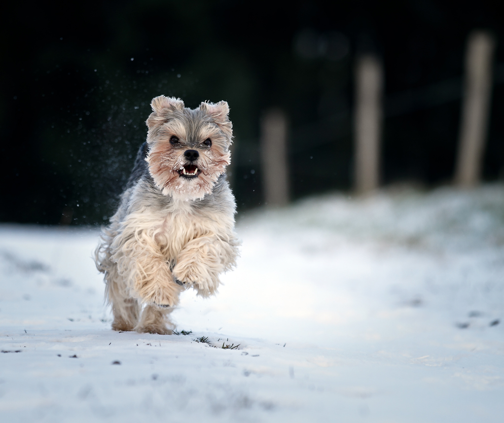 Otti (Bologneser, Yorkshire Terrier) Bologneser Yorkshire Terrier 